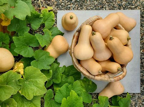 Butternut Squash Planting Guide