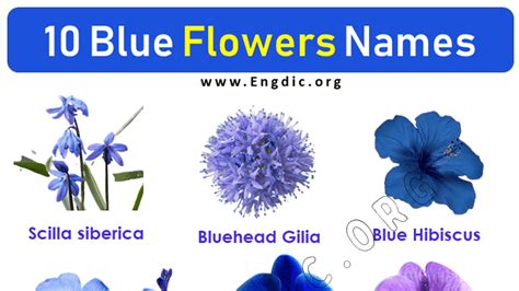 Names Of Blue Flowers List