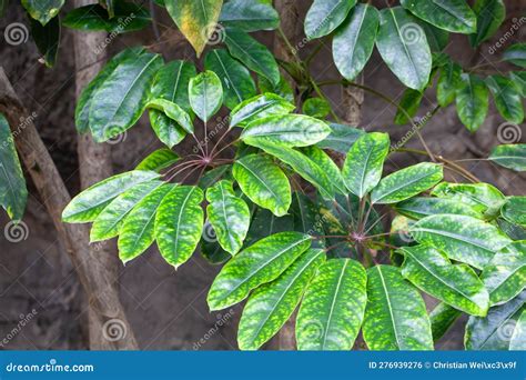 Australian Umbrella Tree Leaves Heptapleurum Actinophyllum Stock Photo