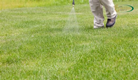 The Ultimate Guide to Crabgrass Prevention: Effective Tips and ...