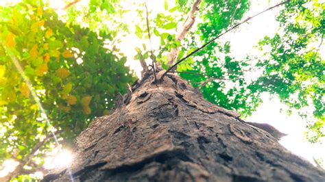 Banco De Imagens árvore Natureza Floresta Ramo Crescimento