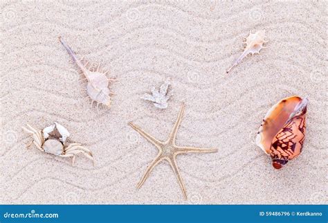 Sea Shells Starfish And Crab On Beach Sand For Summer And Beach Stock