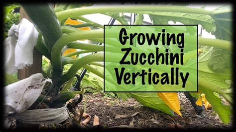 Growing Zucchini Vertically Youtube