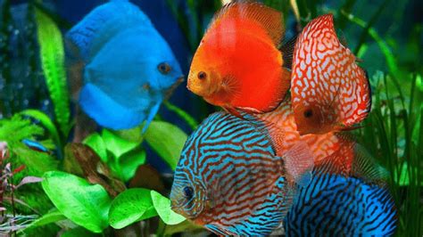 Ikan Discus 9 Jenis Ikan Discus Beserta Harga Dan Cara Merawatnya