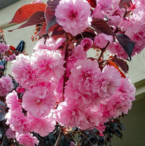 Pruning Flowering Plum Trees | Best Flower Site