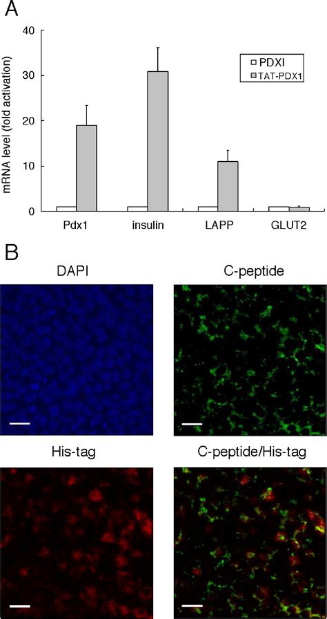 Cellular Manipulation Of Human Embryonic Stem Cells By Tat Pdx Protein