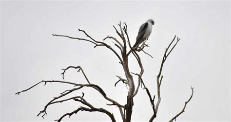 Coorong National Park Wildlife South Australia