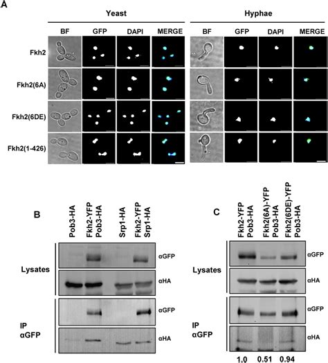 Phosphorylation Of Fkh2 Does Not Alter Its Localisation But Affects