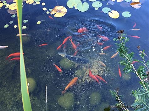 Pond Fish Care Feeding For Water Garden Koi And Goldfish