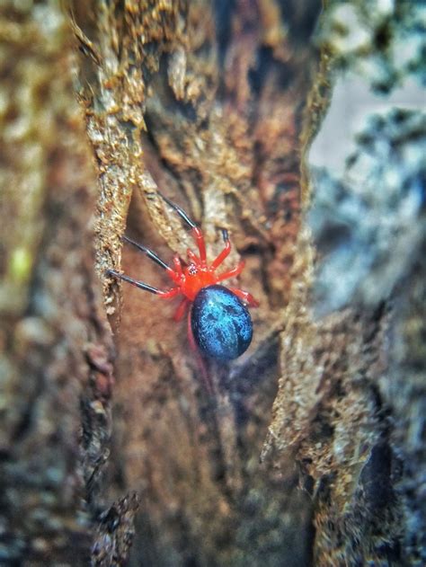 Galaxy Spider Smithsonian Photo Contest Smithsonian Magazine