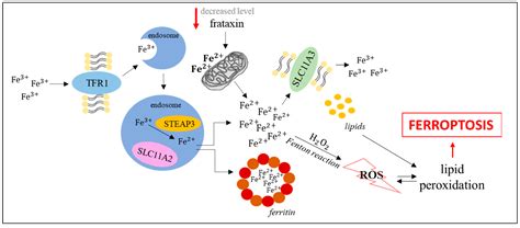 Cells Free Full Text Ferroptosis And Its Modulation By Autophagy In