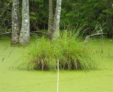 The Cypress-Knee Sedge — In Defense of Plants