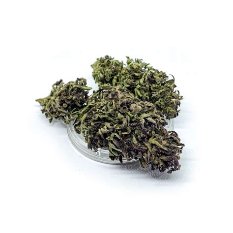 Susz Konopny Purple Haze Sativa Poland Samanatura Eu