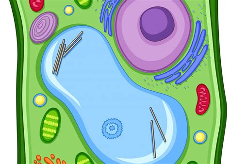 Animal Cell Class 9 What Is A Animal Cell Structure Function And Types