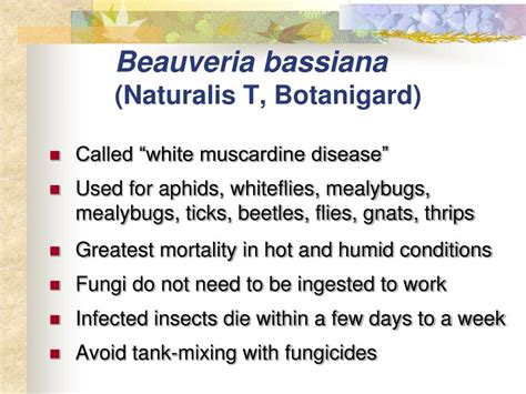 Ppt Biorational Insecticides In The Landscape And Options For Turf