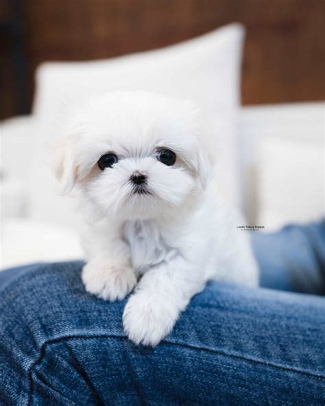 Teacup Maltese Female [Ann] | Lowell Teacup Puppies inc