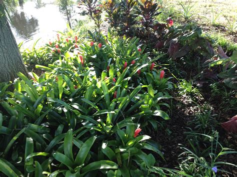 the bromeliads are starting to... - Brevard Discovery Garden