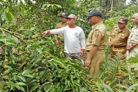 Fakta Menarik Lampung Barat Jadi Penghasil Biji Kopi Robusta Terbaik Di