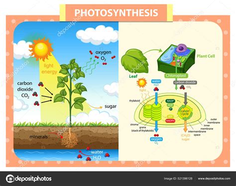 Diagramm Das Den Prozess Der Photosynthese Der Pflanzenillustration