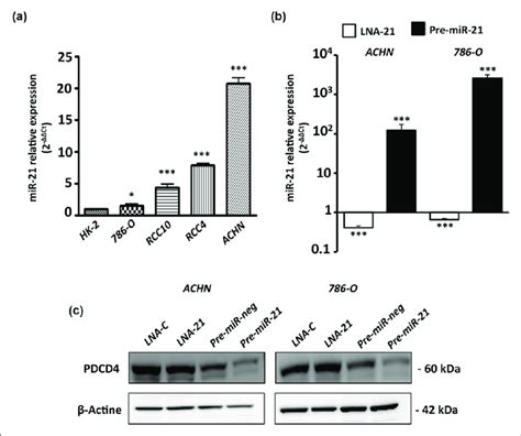 Mir 21 Is Overexpressed In Crcc Cell Lines And Its Expression Can Be