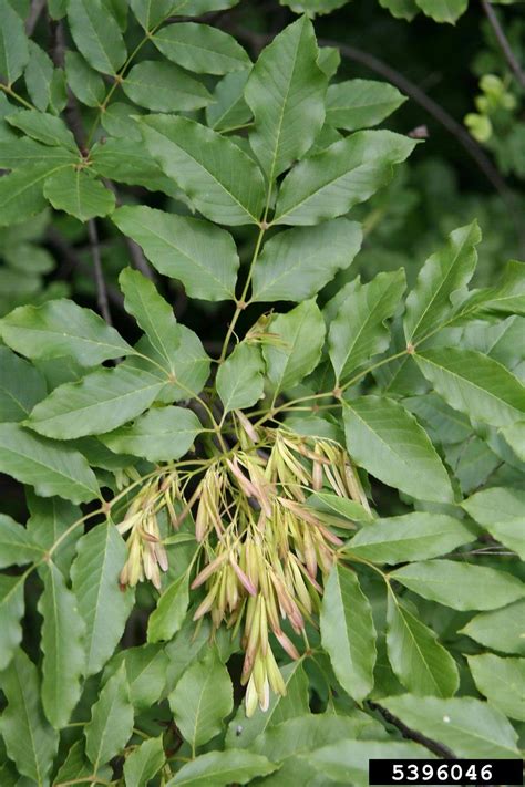 Flowering Ash Fraxinus Ornus