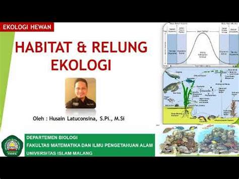 Habitat Dan Relung Ekologi Youtube