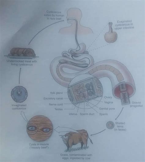 Tapeworm in Humans Symptoms, Signs, Treatment and Diagram - Jotscroll