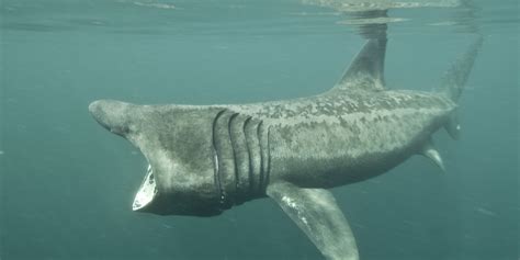 Basking Sharks Eating