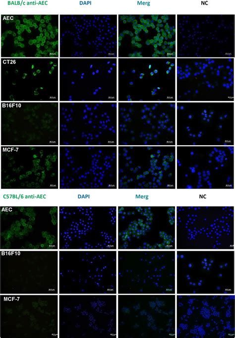 Immunization With Haec Generate Cross Reactive Antibodies Against