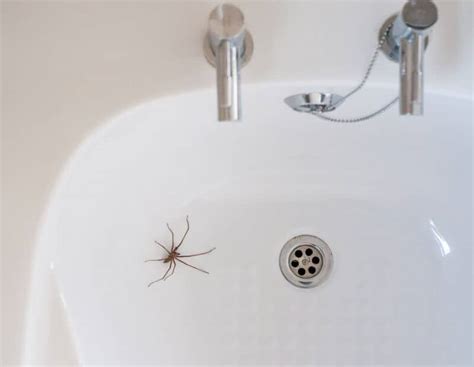 Identifying House Spiders – Midway Pest Management