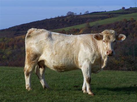 Charolaise Le Dictionnaire Des Animaux Animaux