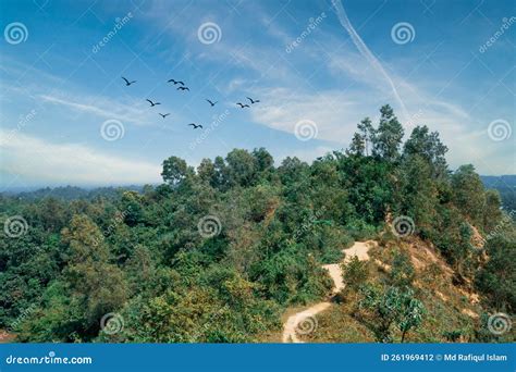 Beautiful Mountains Trees Birds Flying In The Sky Natural Beauty