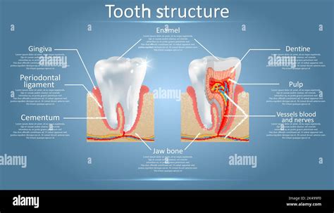 Diagrama Vectorial De La Estructura De Los Dientes Humanos Esquema De