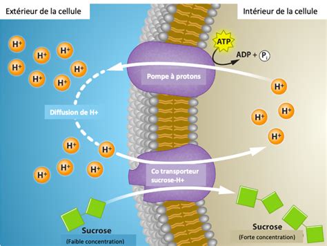 Transport Actif Introduction La Biologie Cellulaire Et Mol Culaire