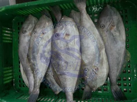 Leather Jacket fish / File Fish | Ajwa Foods Enterprises - Frozen ...