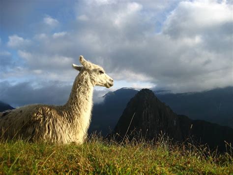 Llama Sunrise Peru Travel Here With Paragon Expeditions