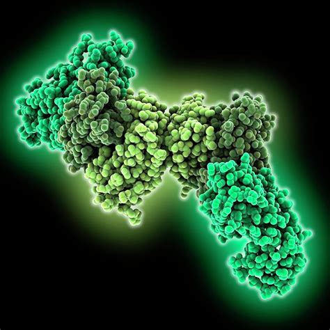 Ebola Virus Vp Matrix Protein Photograph By Laguna Design Science