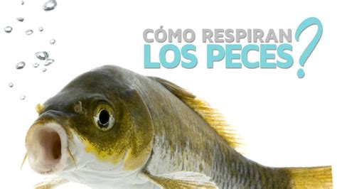 La respiración de los peces bajo el agua su mecanismo clave Todo