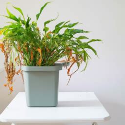 Indoor Plants Pet Safe? Enhance Your Home Decor with Pet-Friendly Indoor Plants • The Indoor ...