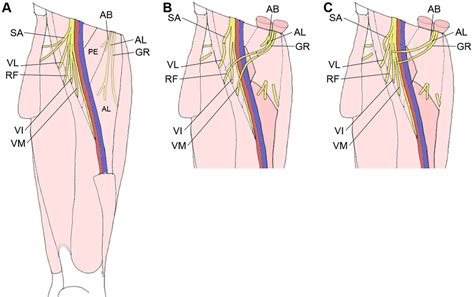 Obturator Nerve Femoral Nerve