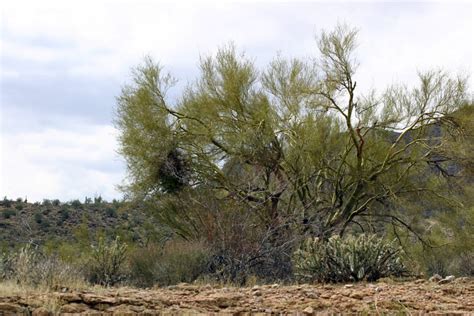 Sonoran desert | Notes from Dr. Dave