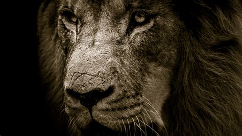 African Lion Face 4K UHD Wallpaper