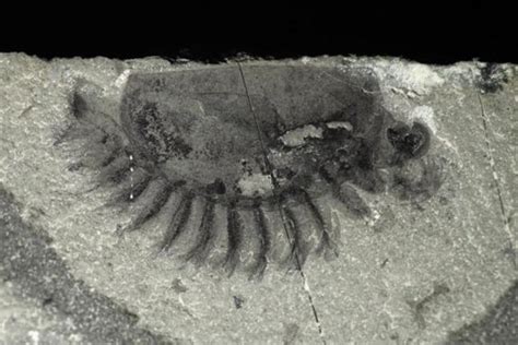 'Mother Lode' of Well-Preserved Fossils Discovered in Canada