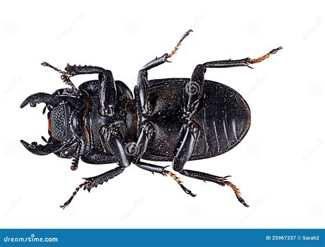 Stag Beetle Underside Insect Macro Stock Image Image 25967337