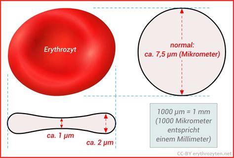 Erythrozytenindizes Mch Mchc Mcv Und Evb Rdw