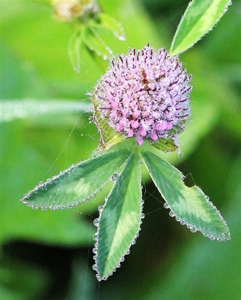 Perlen Am Wiesenklee Rot Klee Trifolium Pratense C Ang Flickr