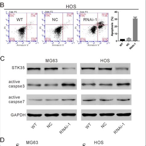 Enhanced Apoptosis By Stk35 Knockdown A B Annexin Vpropidium