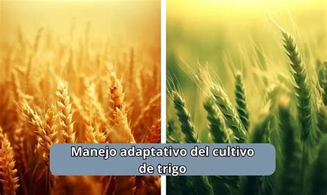 Manejo Adaptativo Del Trigo Aumento De La Producción De Trigo