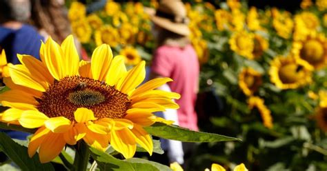 Saiba Como Se Inscrever No Concurso De Jardins Da Festa Das Flores