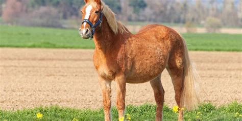 Klepperstall ein Tierheim für Pferde